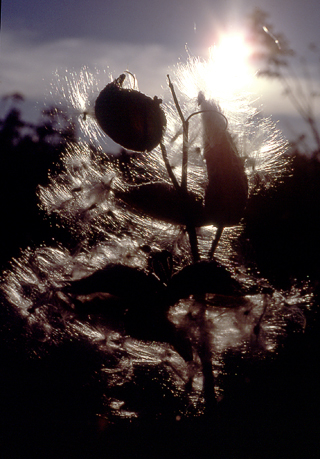 image008